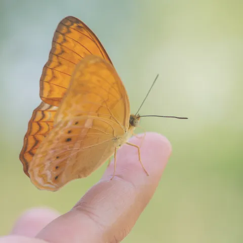 Schmetterling als Zeichen des Vertrauens