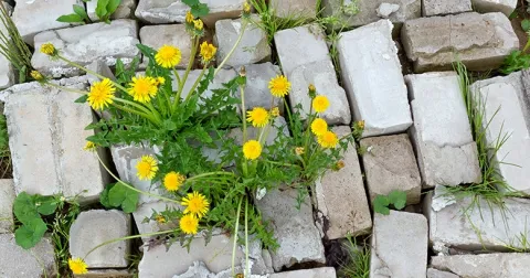 Resilienz