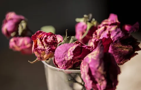 verwelkte Rosen als Zeichen der Trauer