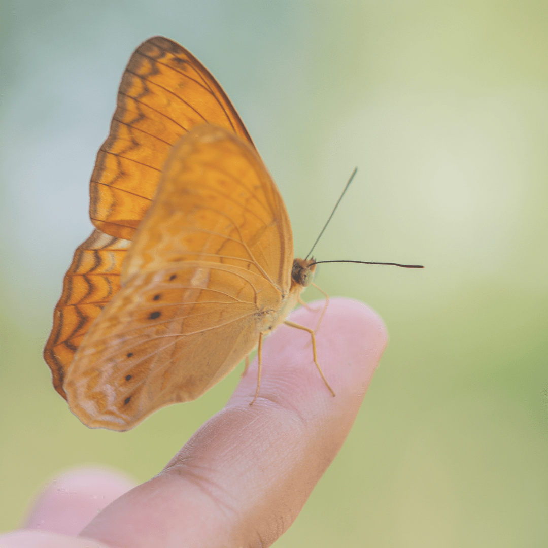 Schmetterling als Zeichen des Vertrauens